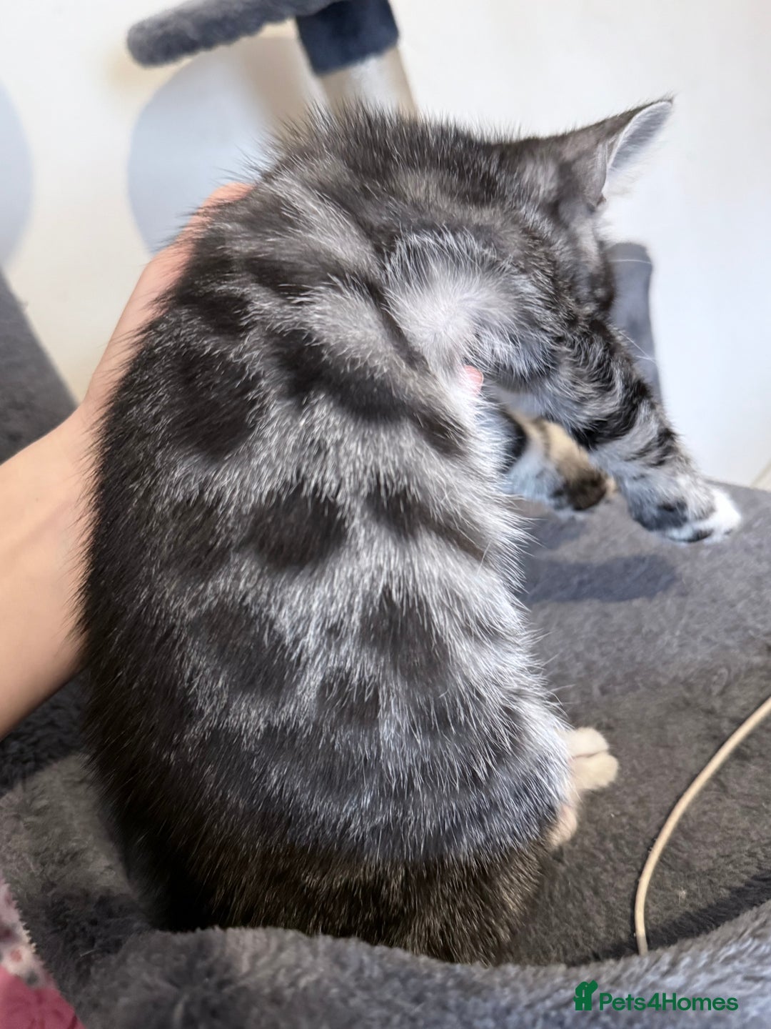 Bengal cats for sale: boys kittens - Image 2