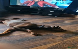 Dobermann dogs for sale: 10 month old Doberman female - Image 3