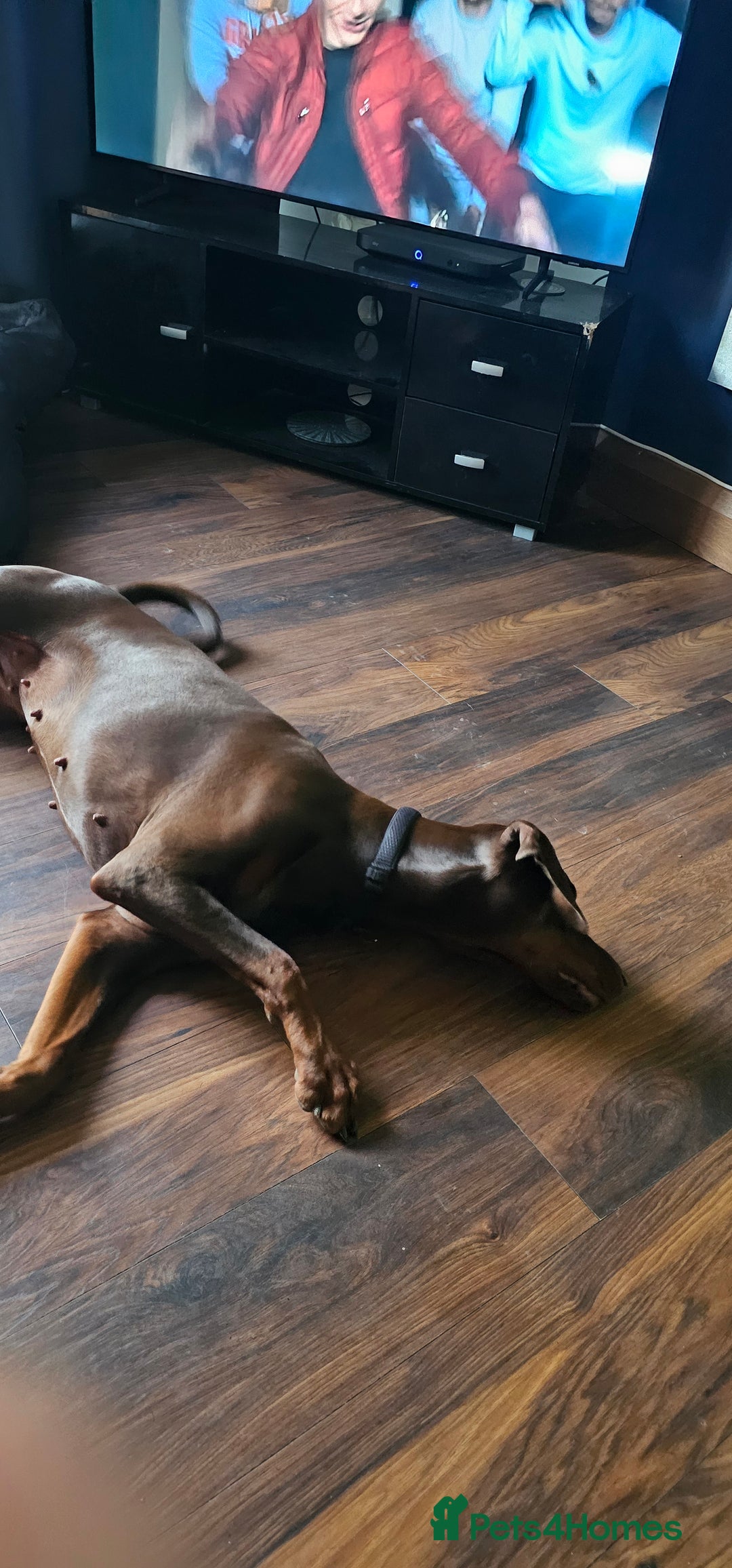 Dobermann dogs for sale: 10 month old Doberman female - Image 3