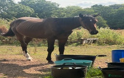 British Warmblood horses for sale: Larry long legs - Super Youngster  - Image 1