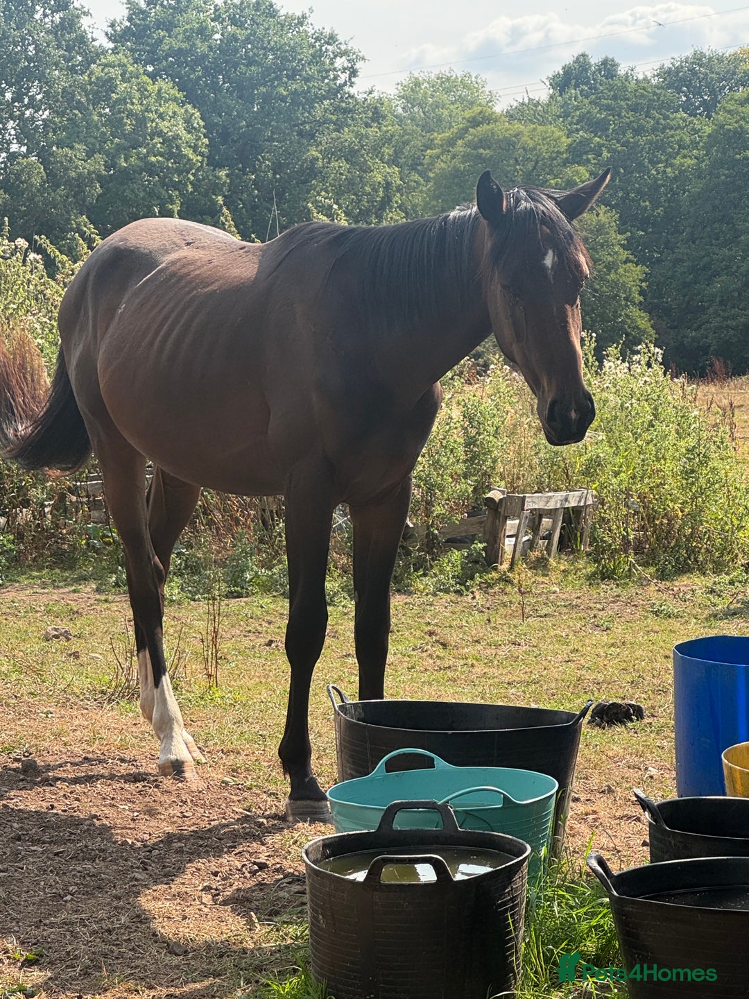 British Warmblood horses for sale: Larry long legs - Super Youngster  - Image 1