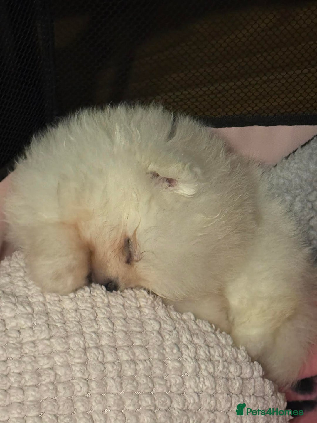 Pomeranian dogs for sale: Tiny white Pomeranian puppy  - Advert 7