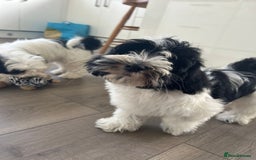 Havanese dogs for sale: Show quality litter of kc reg havanese puppies in Lincoln - Image 17