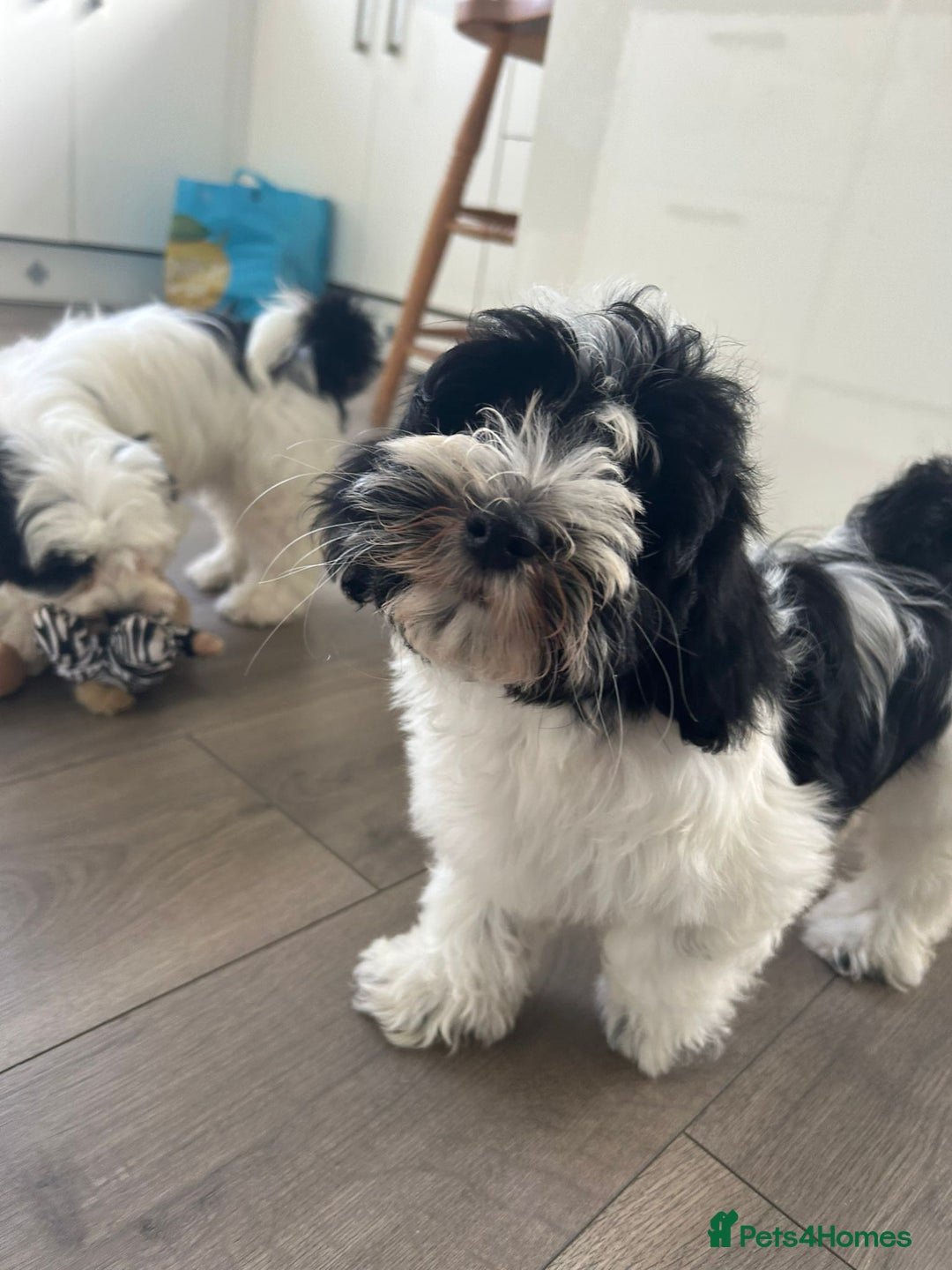 Havanese dogs for sale: Show quality litter of kc reg havanese puppies in Lincoln - Image 17