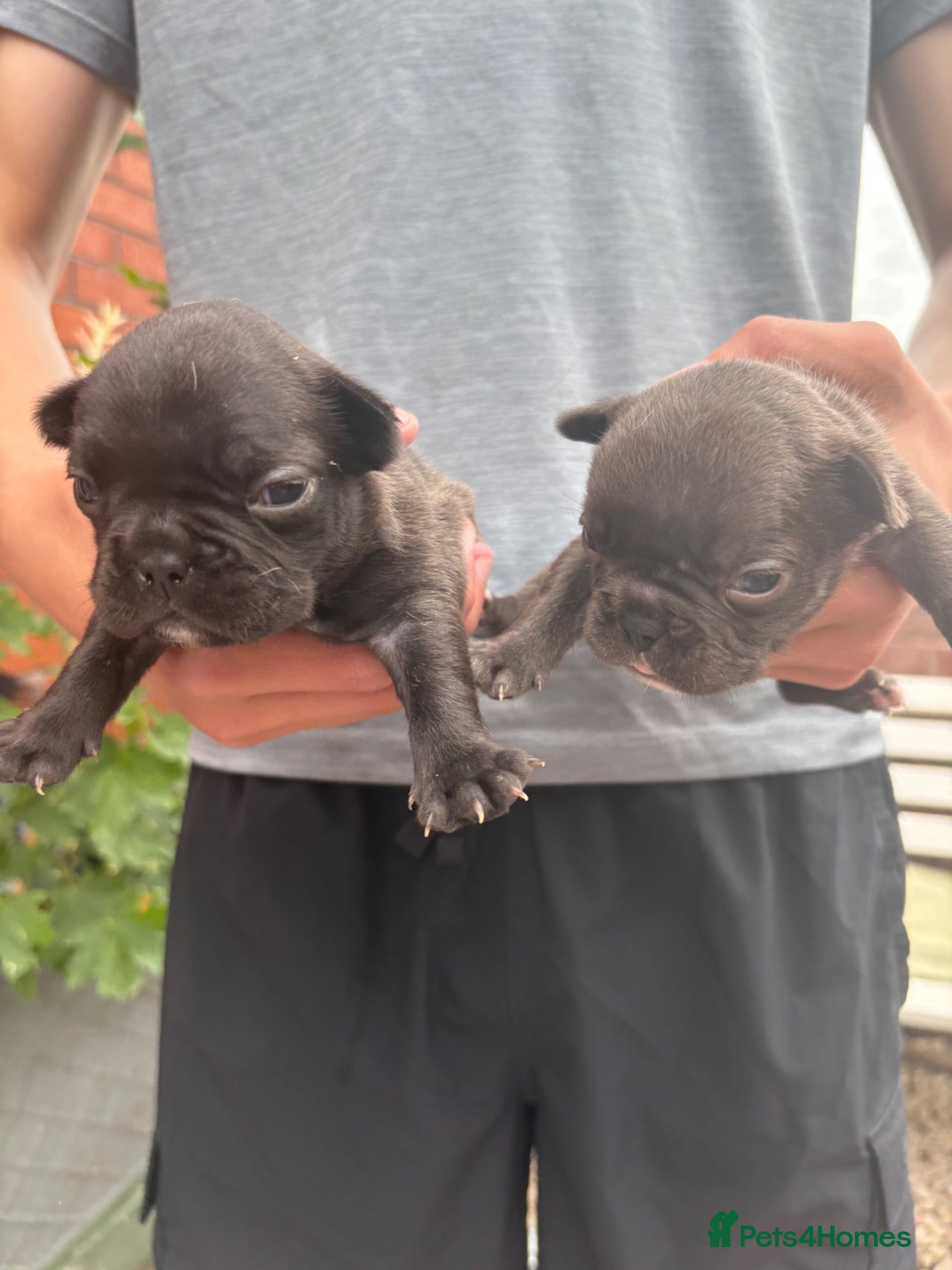 French Bulldog dogs French bulldog pups for sale  - Advert 19