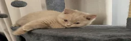 British Shorthair cats for sale: 3 gorgeous boys tica reg - Advert 14