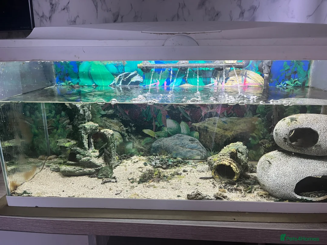 Axolotl reptiles for sale: Breading pair of axolotl  in Keighley - Advert 4