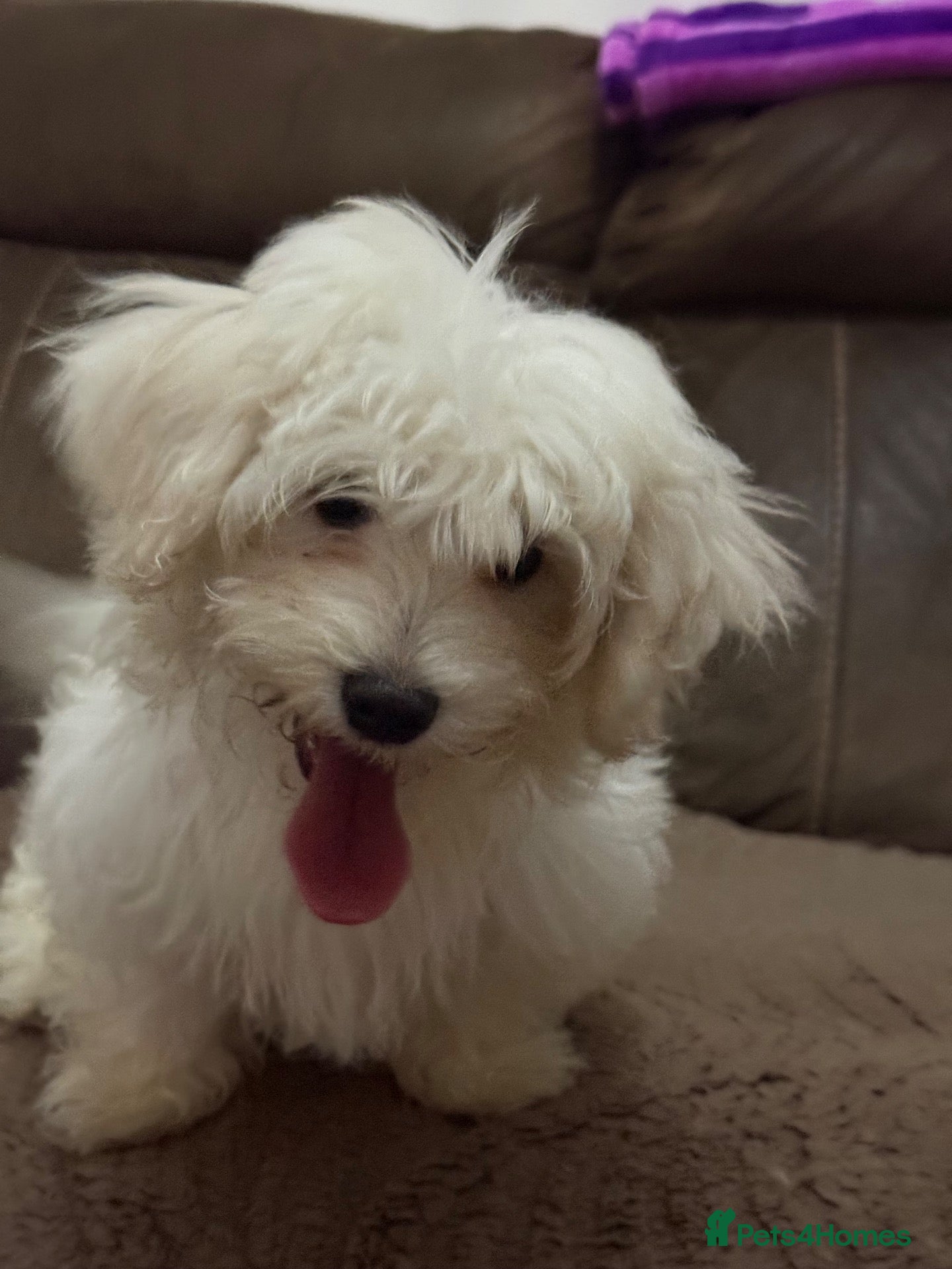 Maltese dogs for sale: Bichon Maltese  - Advert 4