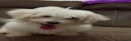Maltese dogs for sale: Bichon Maltese  - Advert 1