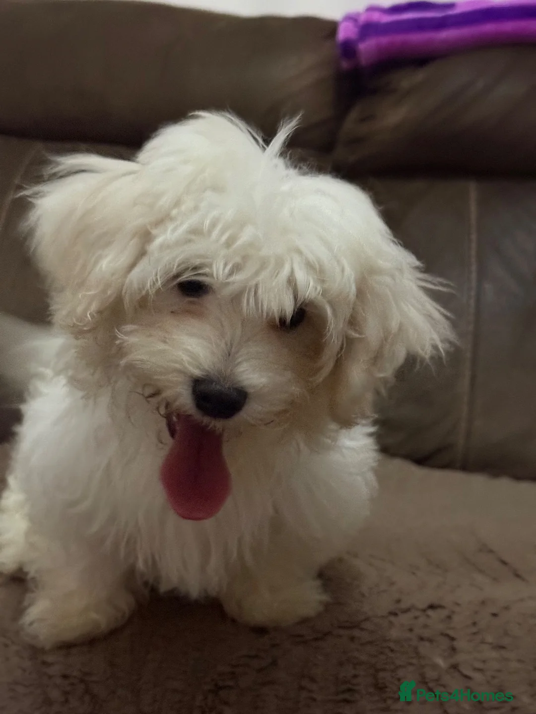 Maltese dogs for sale: Bichon Maltese  - Advert 1