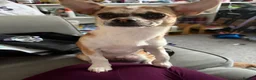 Chug dogs for sale: Female chug nearly 1 year old Lola - Advert 6