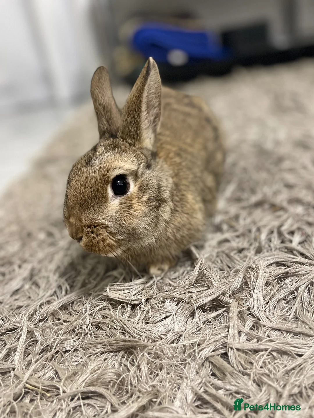 Netherland Dwarf rabbits for sale: Netherland Dwarf Rabbit in Luton - Advert 1