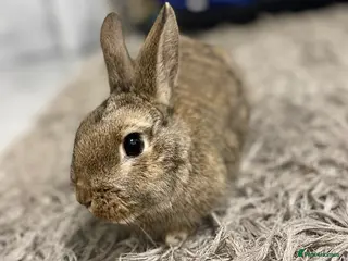 Netherland Dwarf rabbits Netherland Dwarf Rabbit - Advert 2