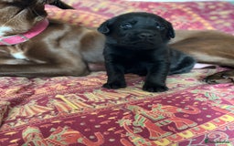 Mixed Breed dogs for sale: Beautiful pointer lab puppies!  - Image 34
