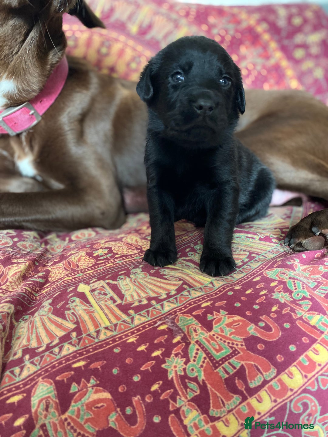 Mixed Breed dogs for sale: Beautiful pointer lab puppies!  - Image 34