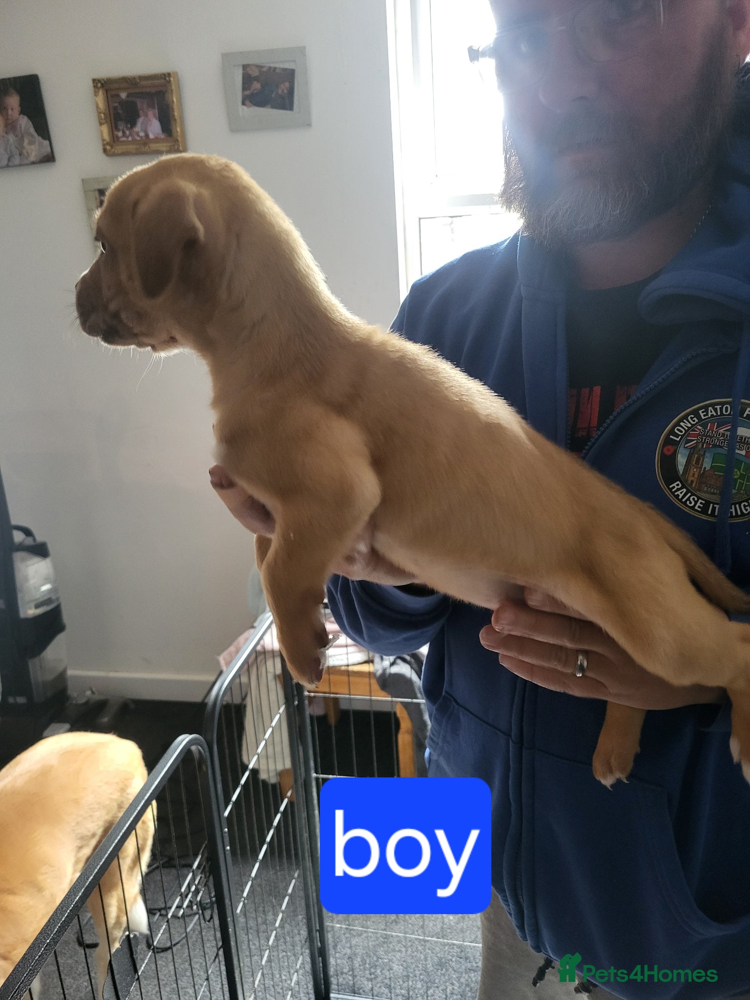 Mixed Breed dogs for sale: Akita x boardeaux  in Derby - Advert 5