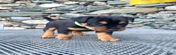 Mixed Breed dogs for sale: Lakeland / Fell terriers for sale in Pwllheli - Advert 11