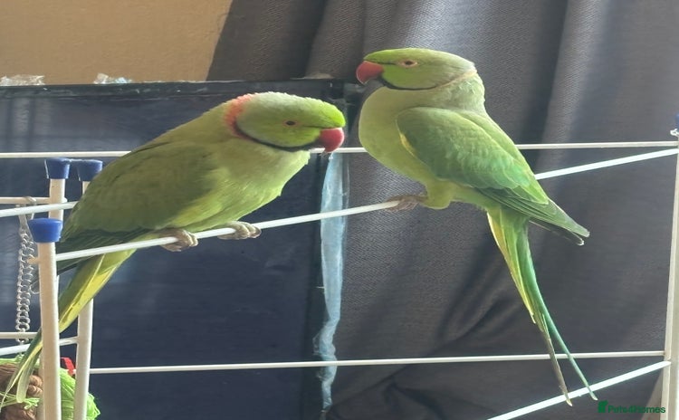 Ringnecks birds - Advert 7