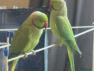 Ringnecks birds - Advert 7