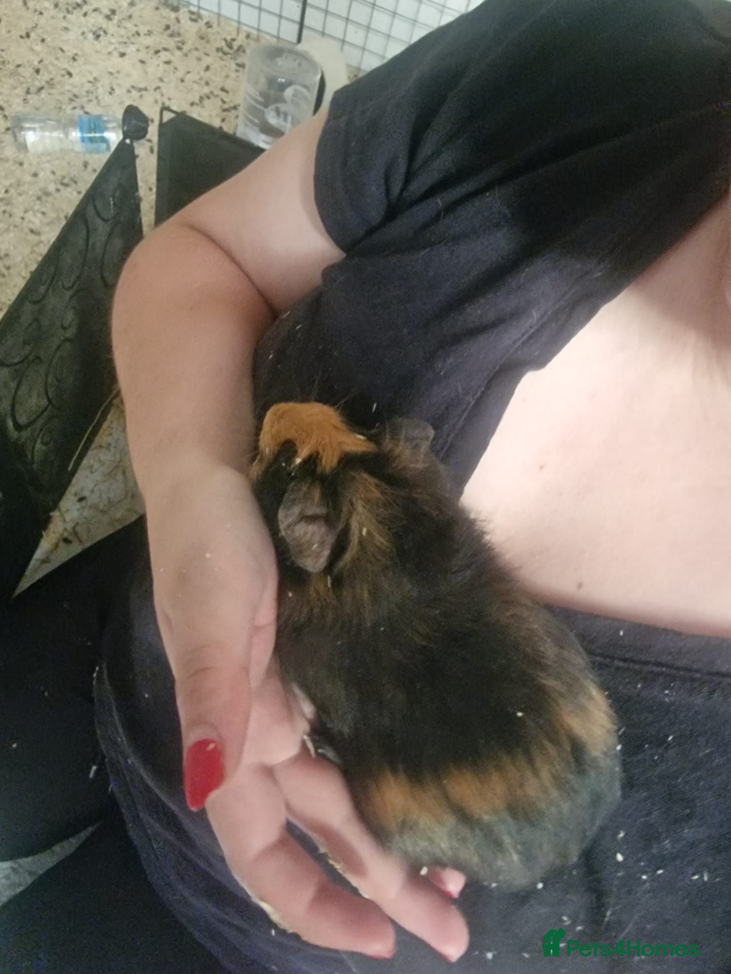Guinea Pig rodents Female guinea pigs  - Advert 4