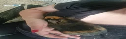 Guinea Pig rodents for sale: Female guinea pigs  - Advert 1