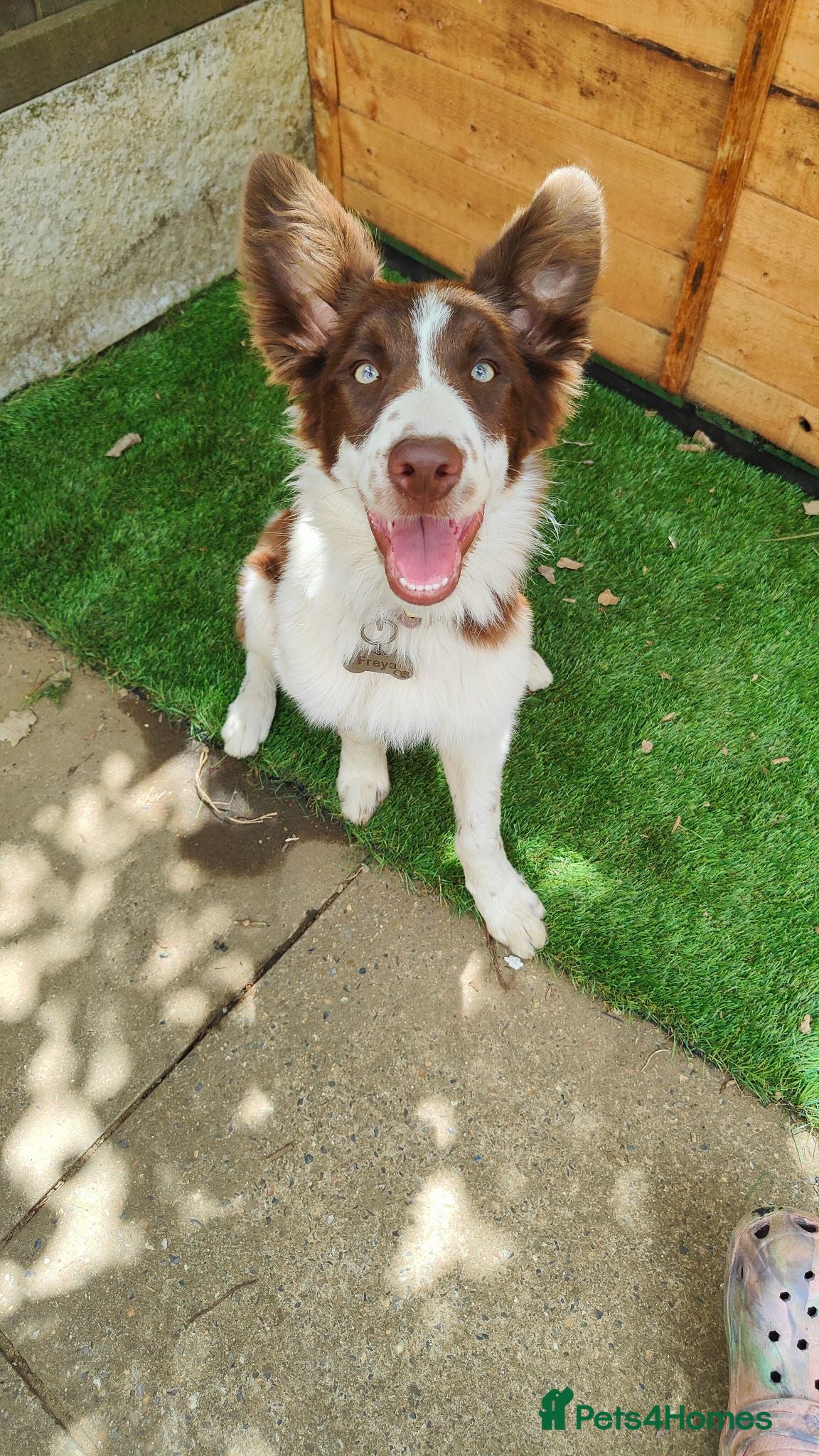 Border Collie dogs Freya  - Advert 4