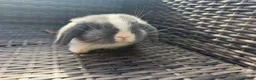 Mini Lop rabbits for sale: Mini lop - Advert 4