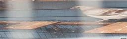Pigeons birds for sale: Young tipplers,tumblers and racers for sale £3 - Advert 9