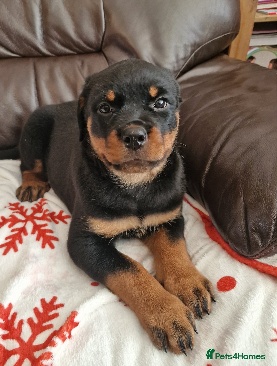 Rottweiler dogs for sale: MASSIVE ROTTWEILER PUPPIES  - Advert 32