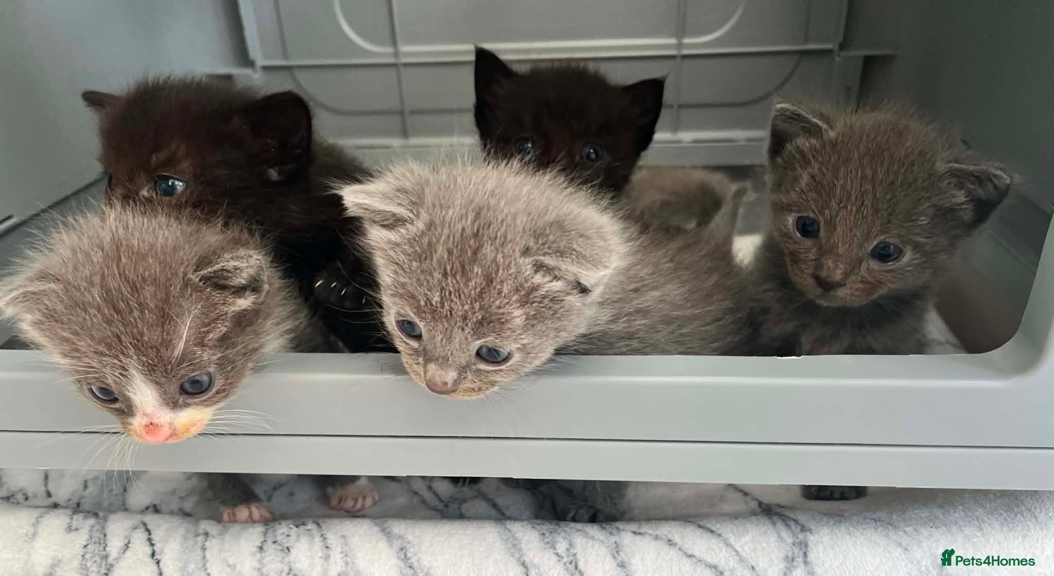 Ragdoll cats 1 Already reserved Fluffy Ragdoll Cross Kittens  - Advert 11