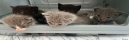 Ragdoll cats for sale: 1 Already reserved Fluffy Ragdoll Cross Kittens  - Advert 1