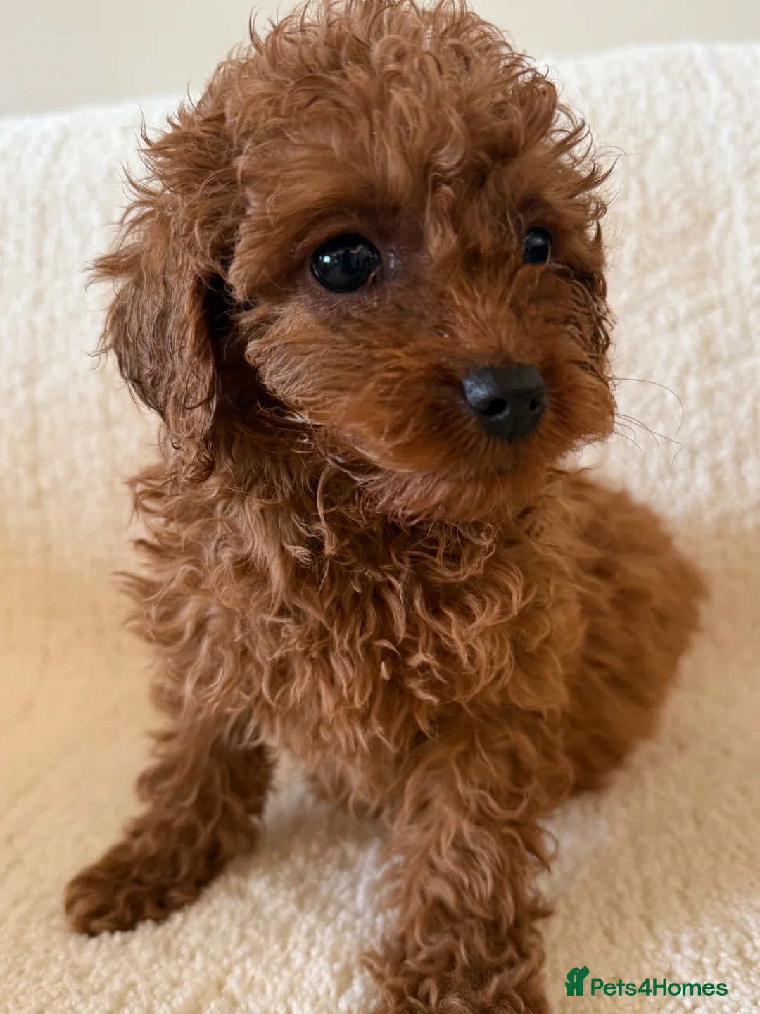 Cavapoo dogs for sale: Extensively health tested fox red Cavapoo puppy’s  - Advert 12