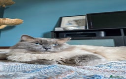 Ragdoll cats for sale: Beautiful kittens looking for their forever home - Image 14