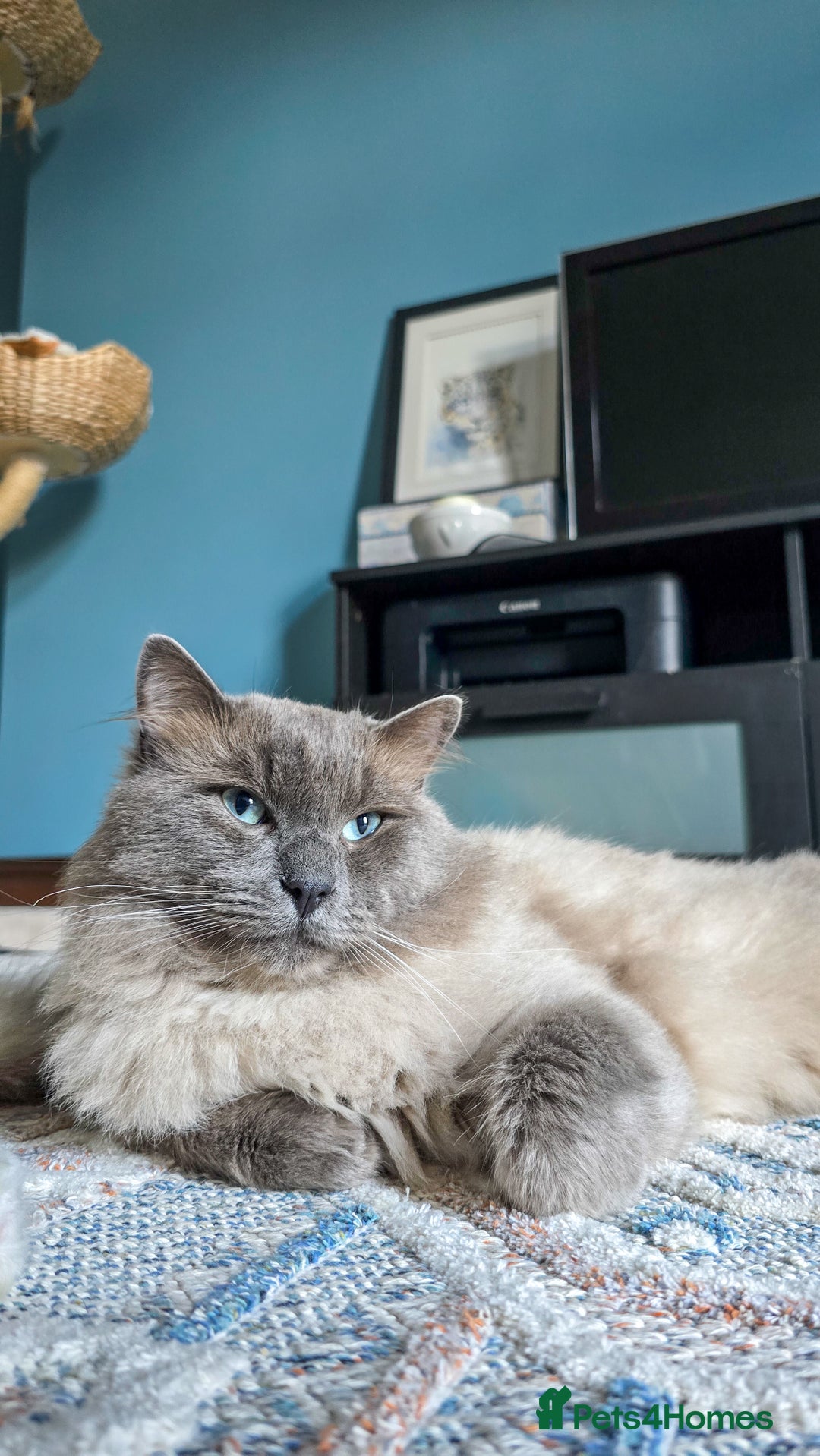 Ragdoll cats for sale: Beautiful kittens looking for their forever home - Image 14