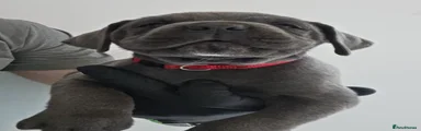 Male red collar Rocky