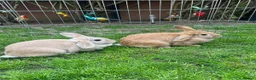 Mixed Breed rabbits for sale: femal rabbits  - Advert 2
