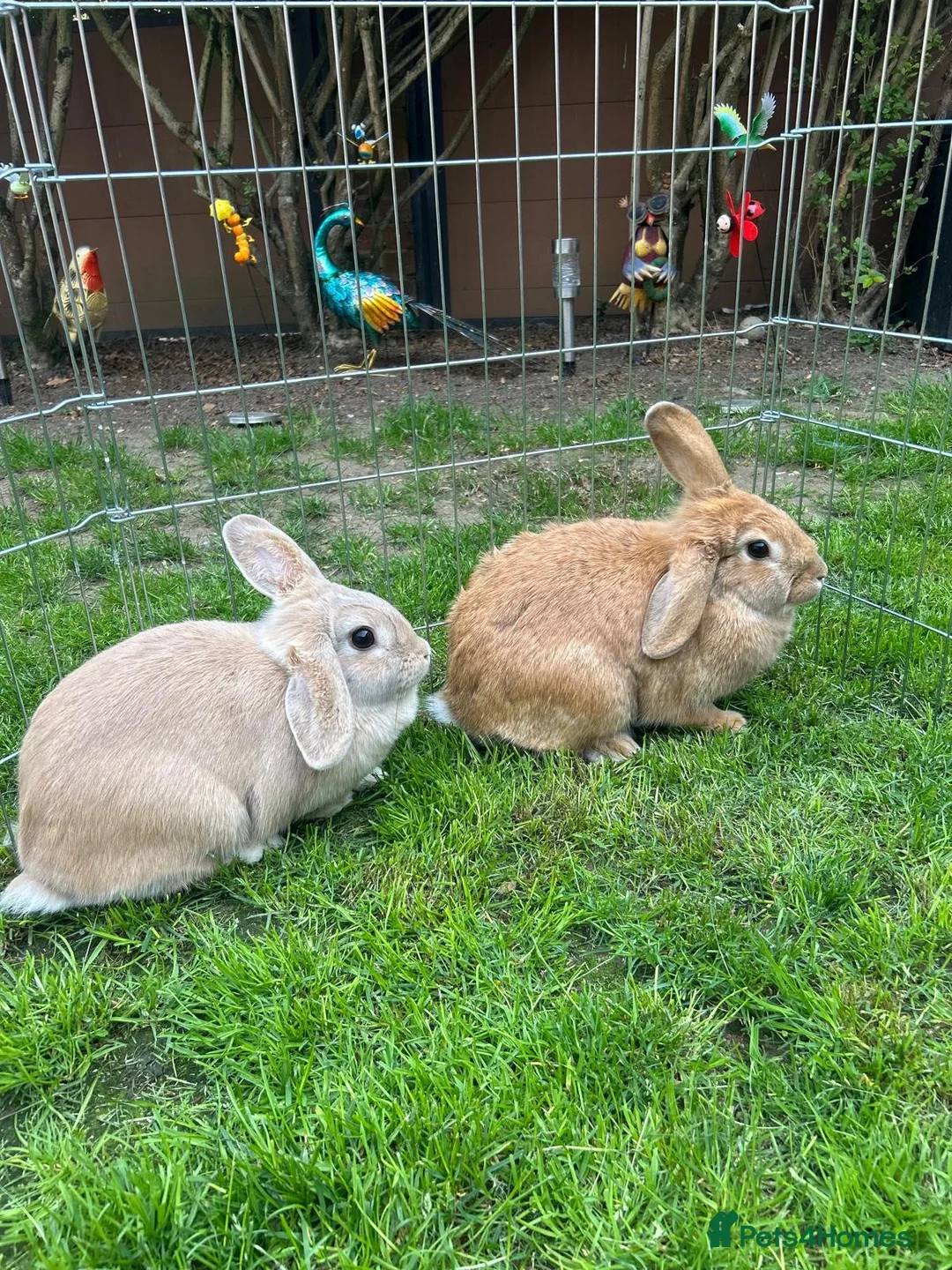 Mixed Breed rabbits for sale: femal rabbits  - Advert 2