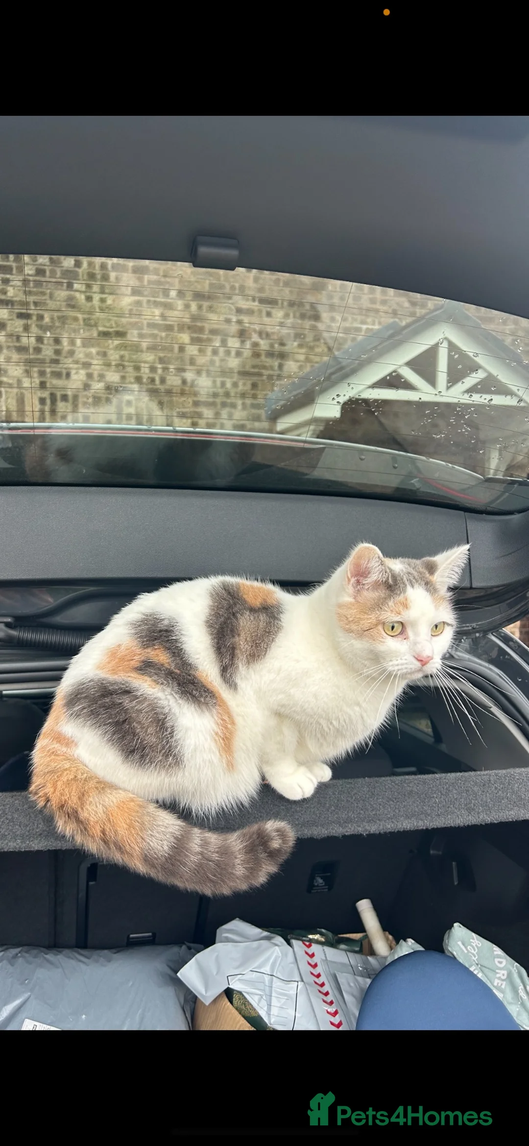 Mixed Breed cats for sale: Affectionate 5 year old female cat in Liverpool - Advert 2