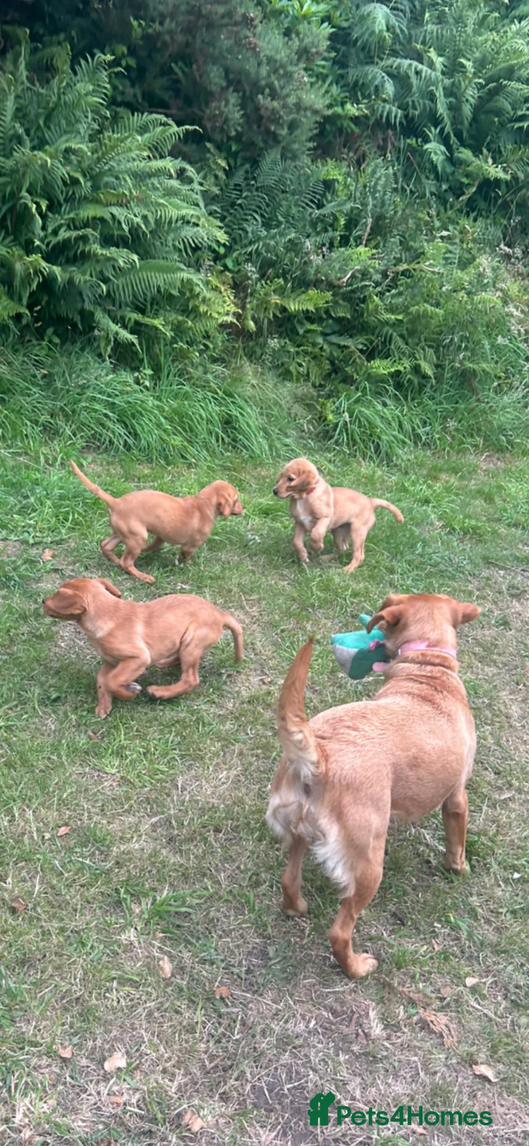 Labrador Retriever dogs for sale: Labrador puppies for sale ready now  - Advert 1