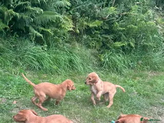 Labrador Retriever dogs Labrador puppies for sale ready now - Advert 1