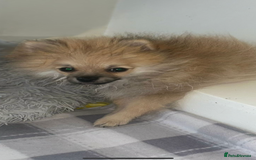 Pomeranian dogs for sale: Pomeranian  puppies  - Image 40