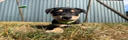 Australian Kelpie dogs for sale: Pure Bred Kelpie pups - Advert 27