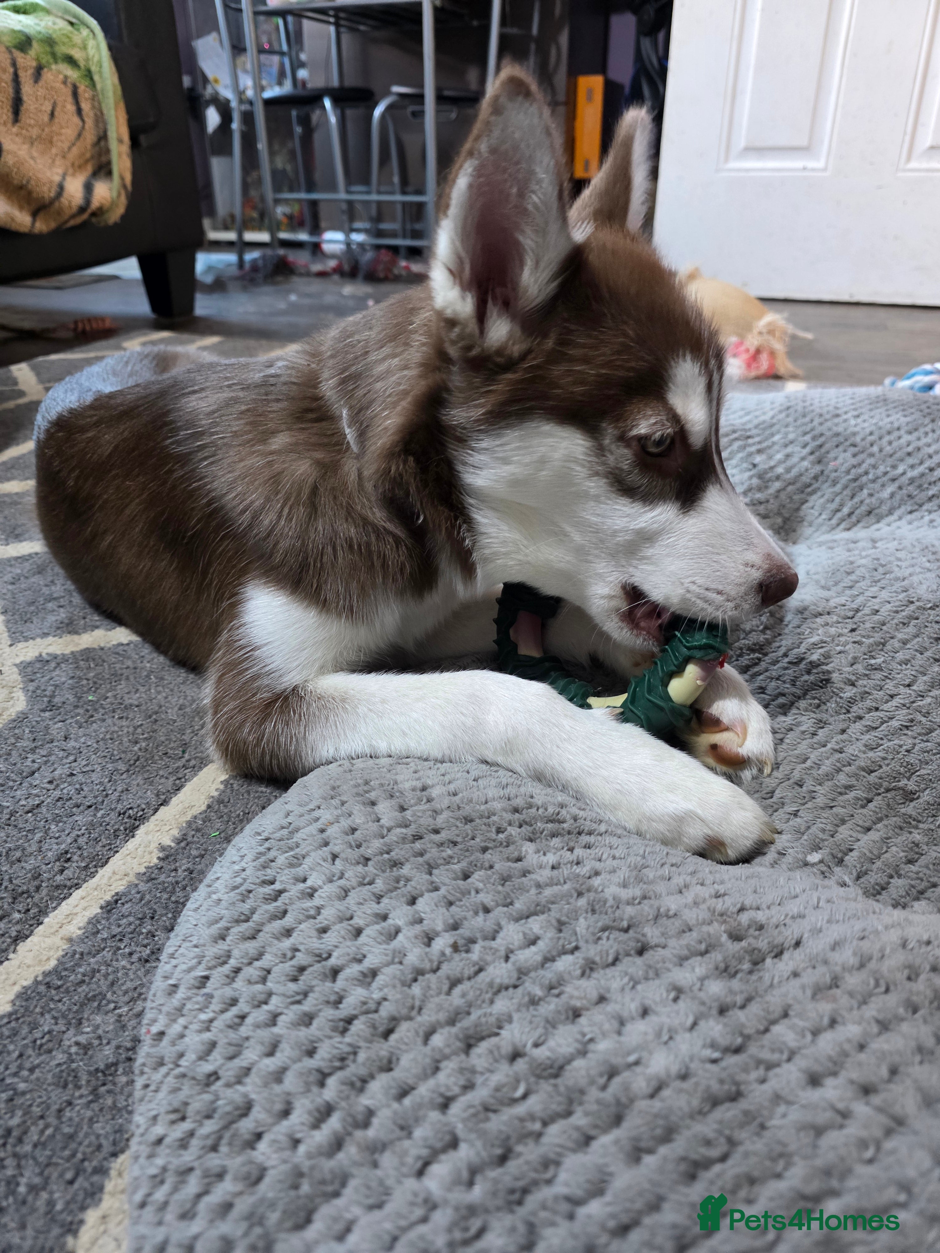 Siberian Husky dogs Siberian Husky. 6 months old female - Advert 1