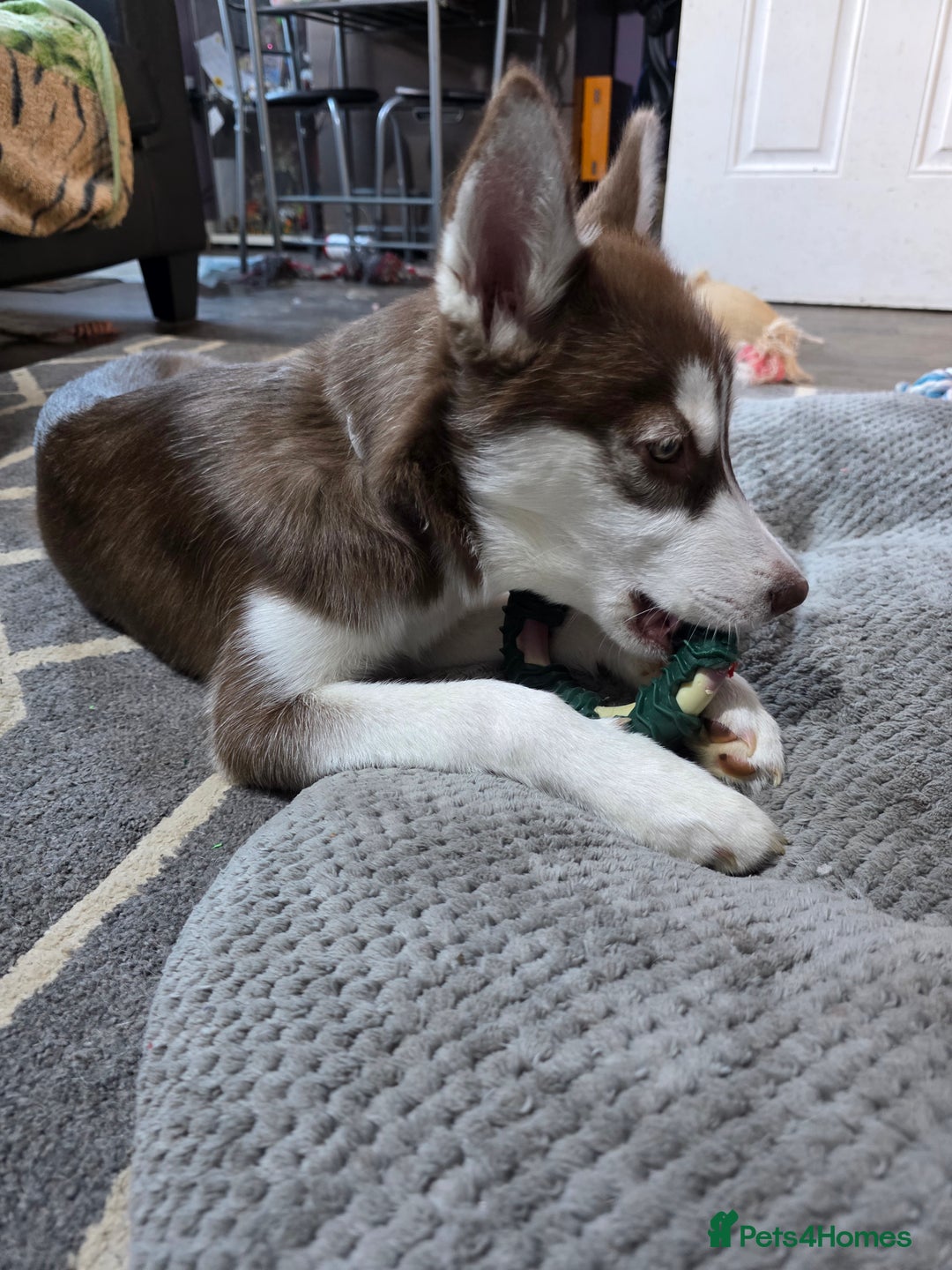 Siberian Husky dogs for sale: Siberian Husky. 6 months old female - Advert 1