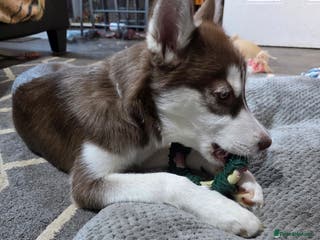 Siberian Husky dogs Siberian Husky. 6 months old female - Advert 4