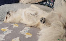 Pekingese dogs for sale: Beautiful White Female Pekingese – 2 Years Old - Advert 2