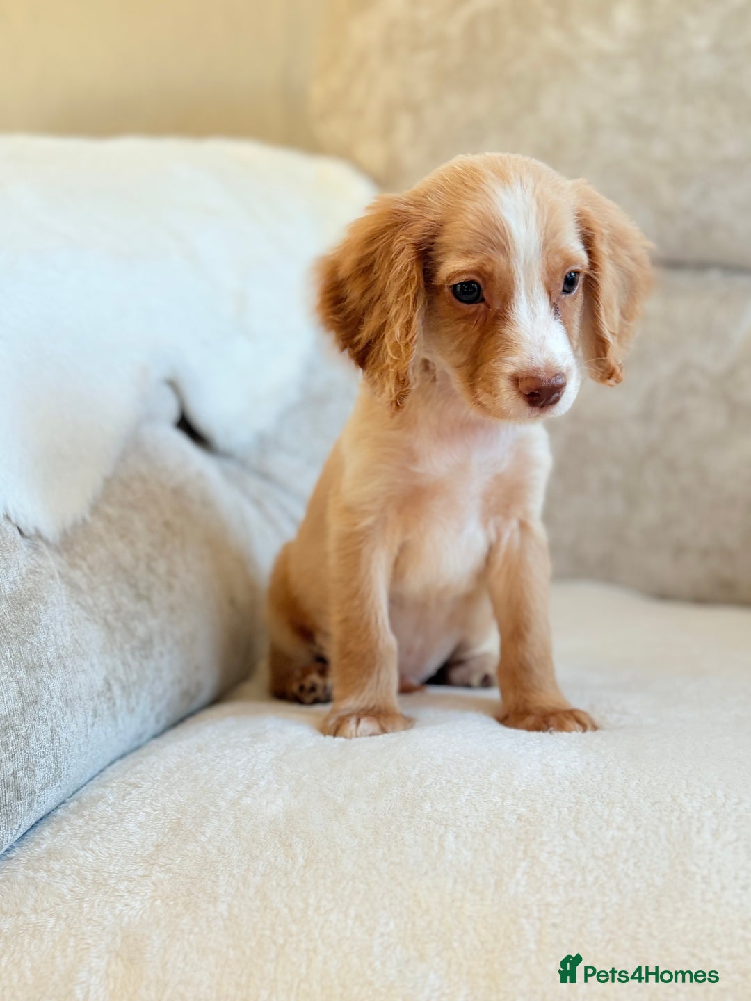 Cocker Spaniel dogs for sale: Stunning cocker spaniel puppies  - Advert 13