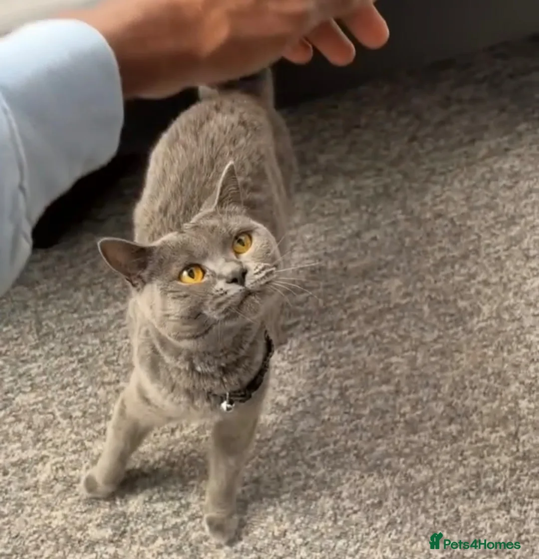 Russian Blue cats for sale: Hazel in Bristol - Advert 1