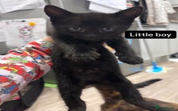 British Shorthair cats for sale: Beautiful kittens READY TO LEAVE SUNDAY - Image 4
