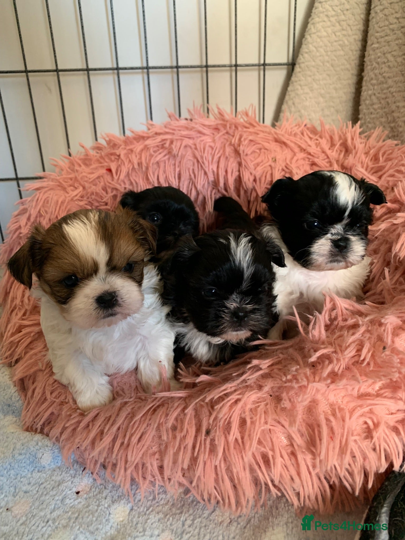 Shih Tzu dogs Shih Tzu puppies available - Advert 2